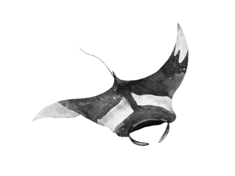 Watercolor illustration of a manta ray gliding